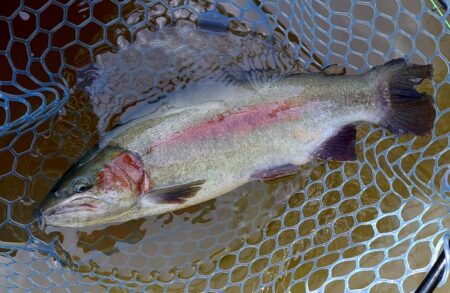 元気いっぱいの魚たち ～岡崎トラウトポンド～